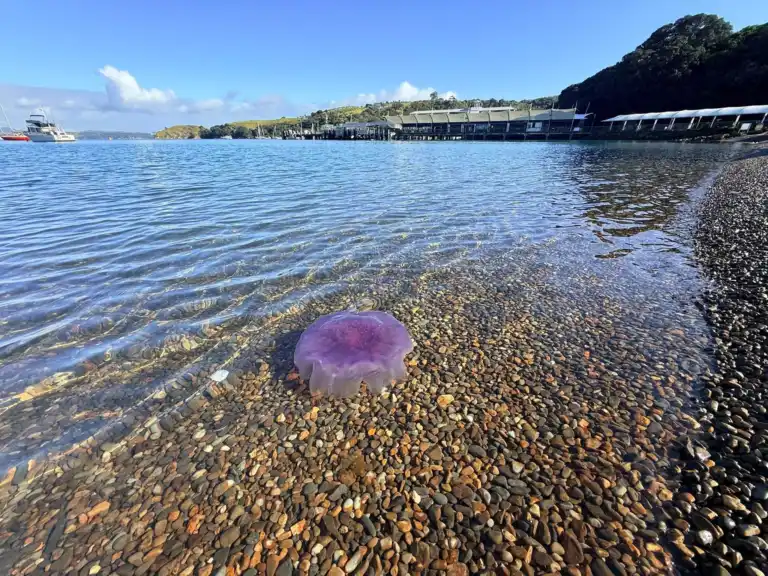 Matiatia Bay