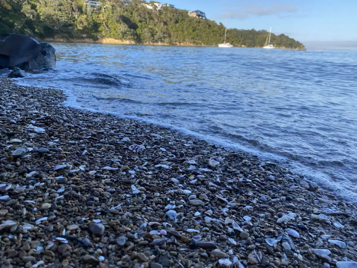 Picnic Bay Shoreline