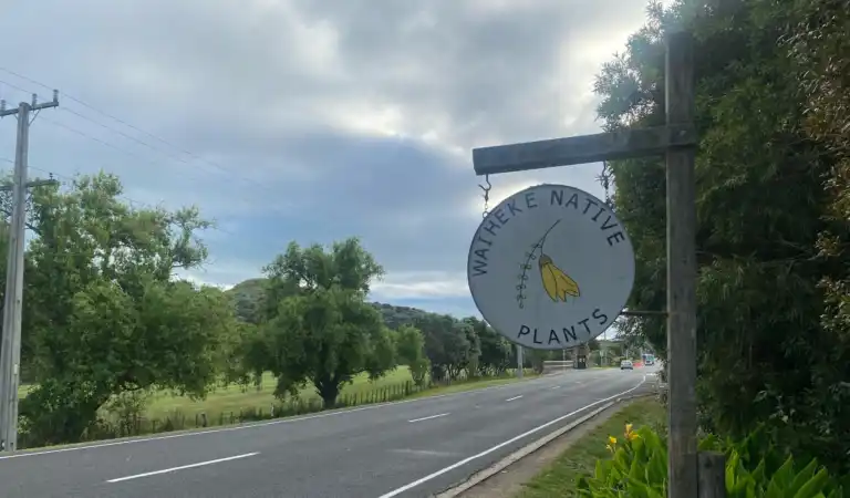 Waiheke Native Plants