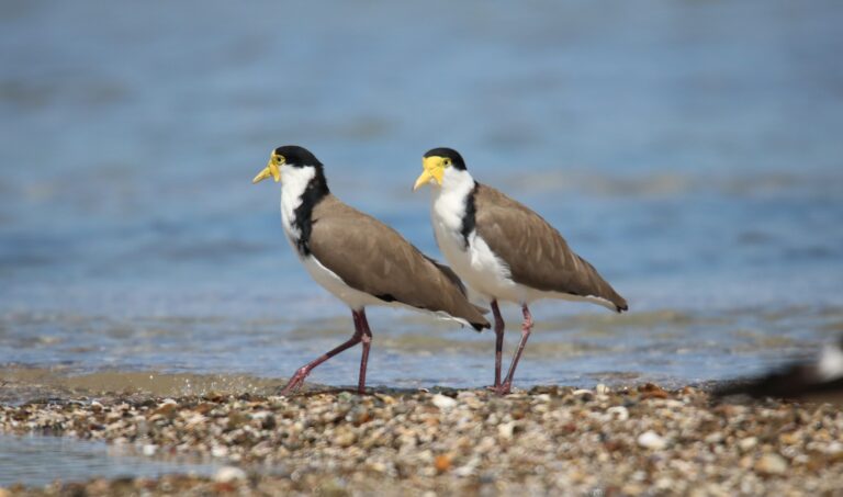Spur-winged Plover
