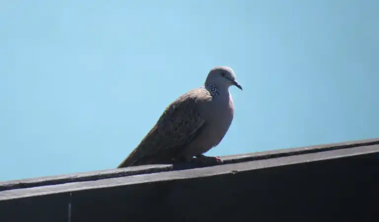 Spotted Turtle Dove