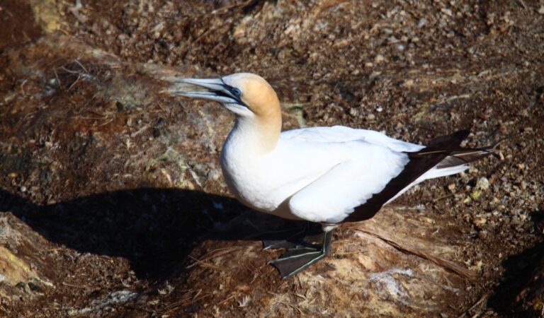 Australasian Gannet
