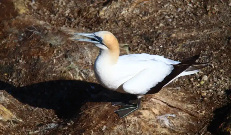 Australasian Gannet