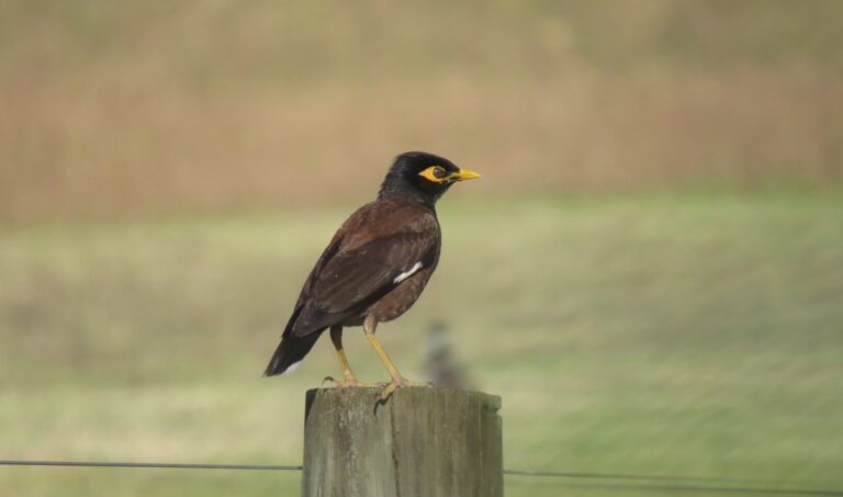 Common Myna
