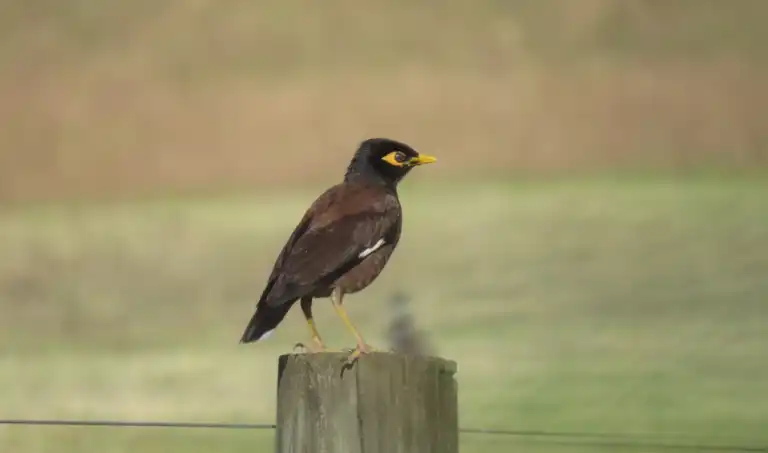 Common Myna