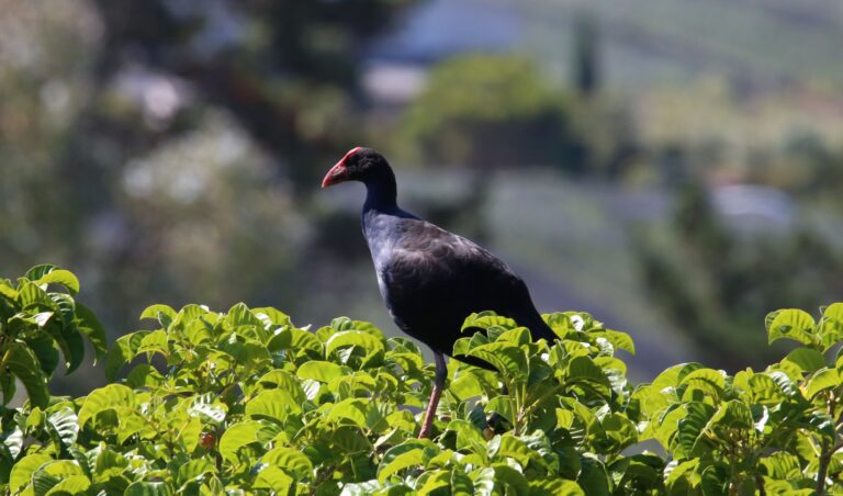 Pūkeko