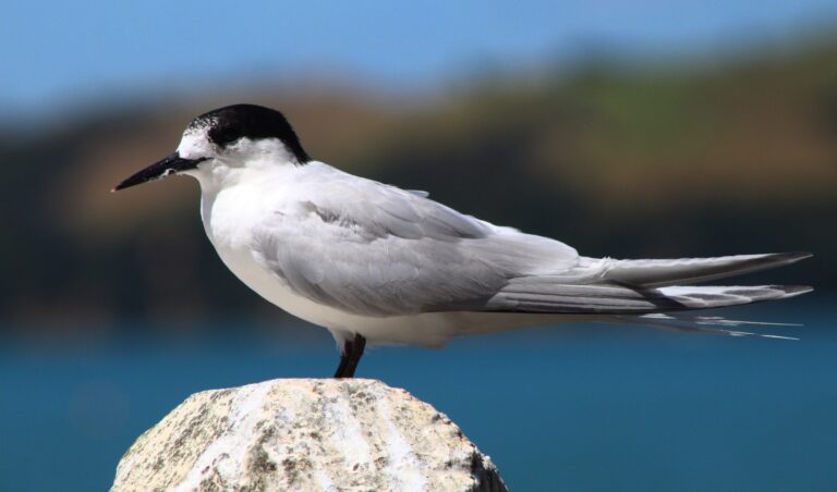 White Fronted Tern
