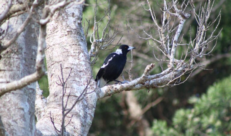 Magpie