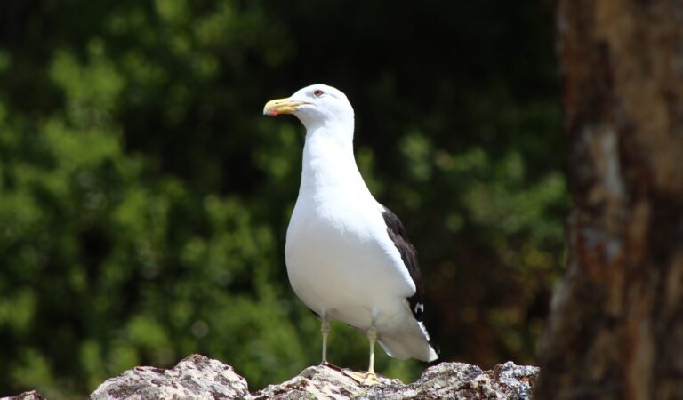 Great black-backed gull