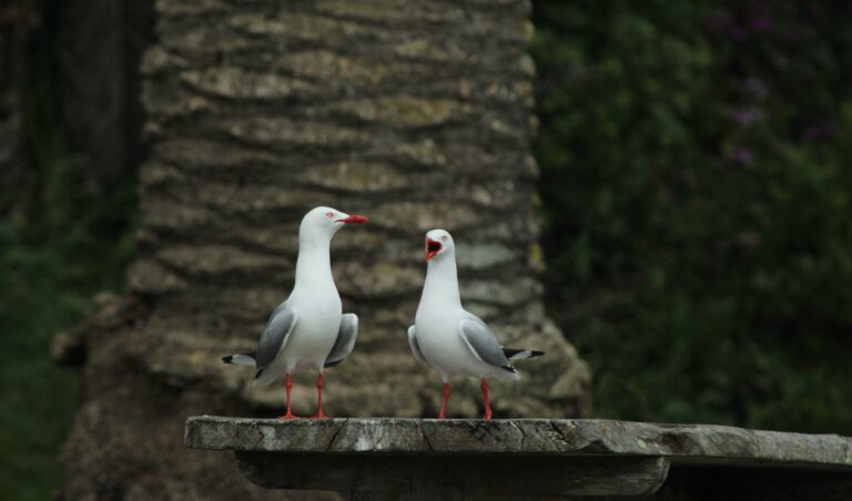 Red Billed Gull