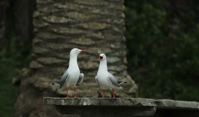 Red Billed Gull