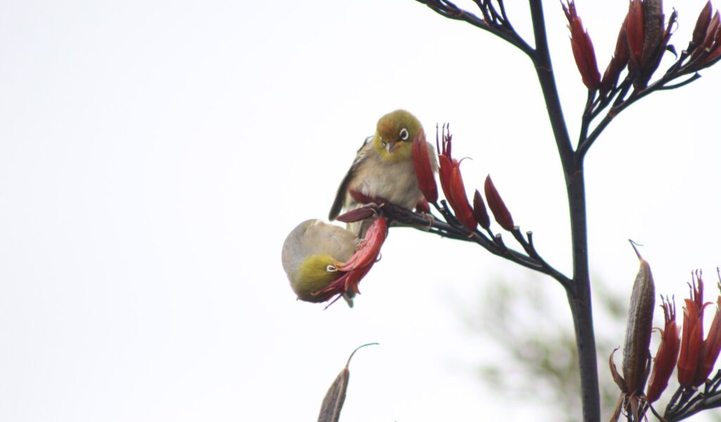 White-Eye