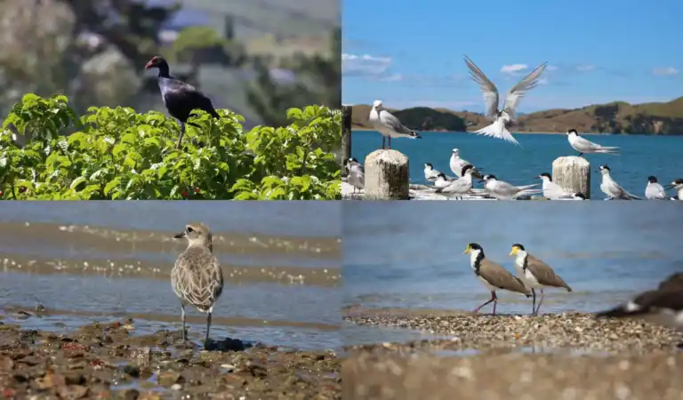 Waiheke Wildlife And Animals