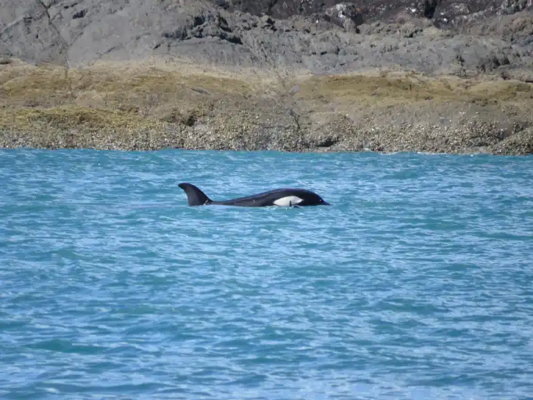 Orca